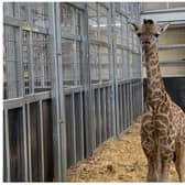 Kris was born at the Safari Park in 2022