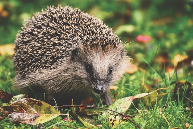 Tierschutzorganisation warnt vor Igeln in der Bonfire Night