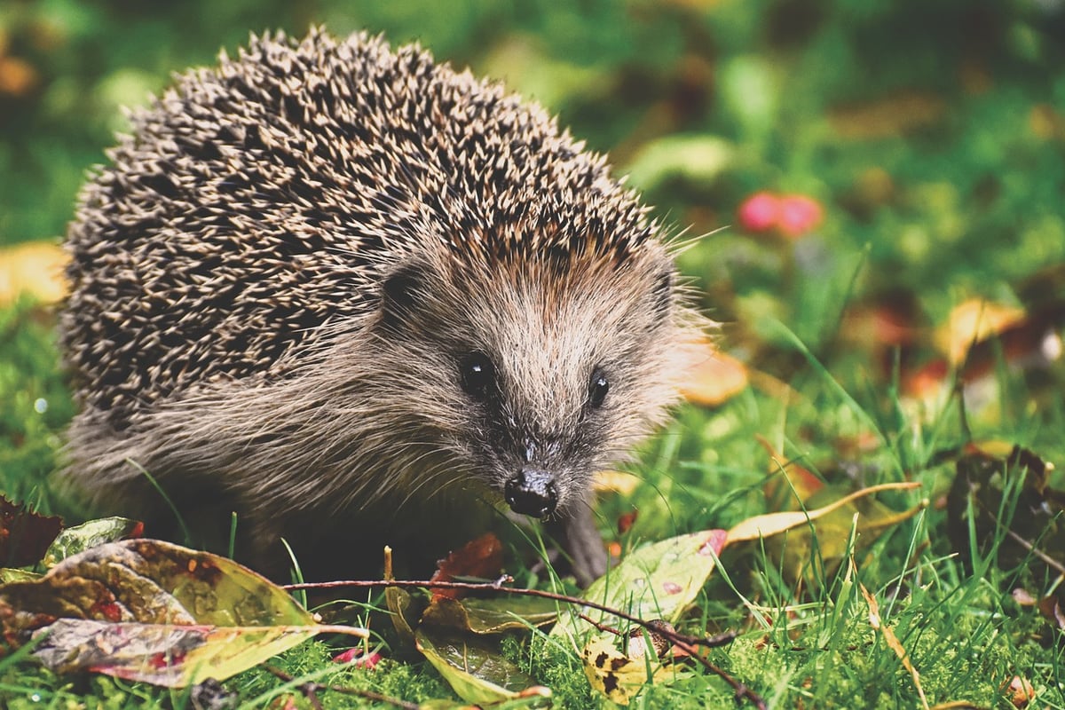 Charity issues warning about hedgehogs on Bonfire Night
