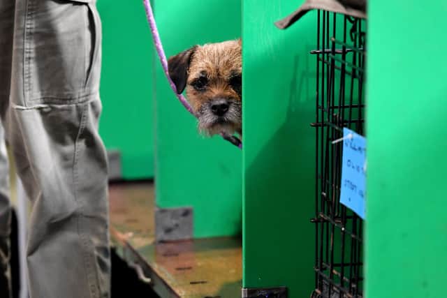 Crufts 2025