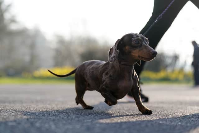 A Dachshund arriving on the first day of the Crufts Dog Show at the National Exhibition Centre (NEC) in Birmingham. Picture date: Thursday March 5, 2026. PA Photo. Photo credit should read: Jacob King/PA Wire