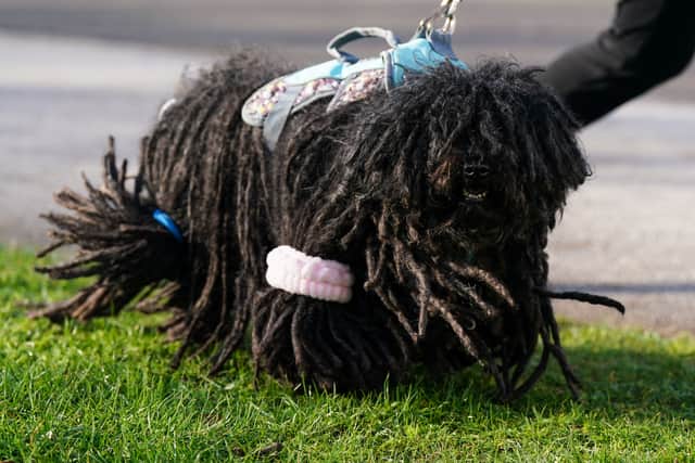 A Hungarian Puli arriving on the first day of the Crufts Dog Show at the National Exhibition Centre (NEC) in Birmingham. Picture date: Thursday March 5, 2026. PA Photo. Photo credit should read: Jacob King/PA Wire