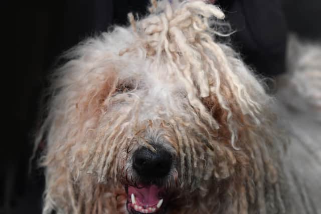 First day of Crufts at the NEC Birmingham.