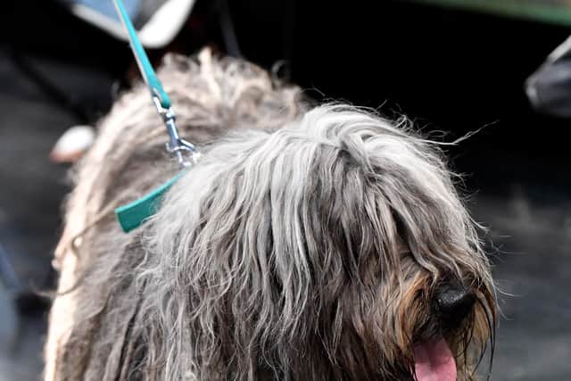 First day of Crufts at the NEC Birmingham.