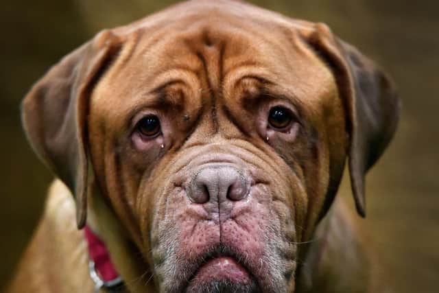 First day of Crufts at the NEC Birmingham.