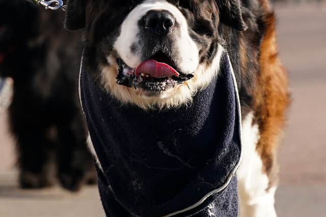 A St Bernard arriving on the first day of the Crufts Dog Show at the National Exhibition Centre (NEC) in Birmingham. Picture date: Thursday March 5, 2026. PA Photo. Photo credit should read: Jacob King/PA Wire
