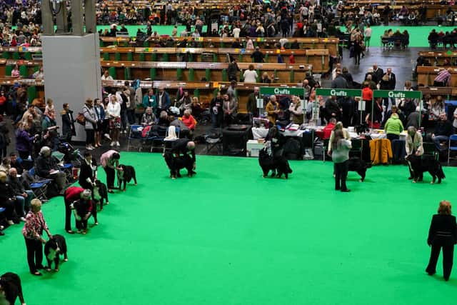 Dogs take to the show ring at Crufts (Jacob King/PA)