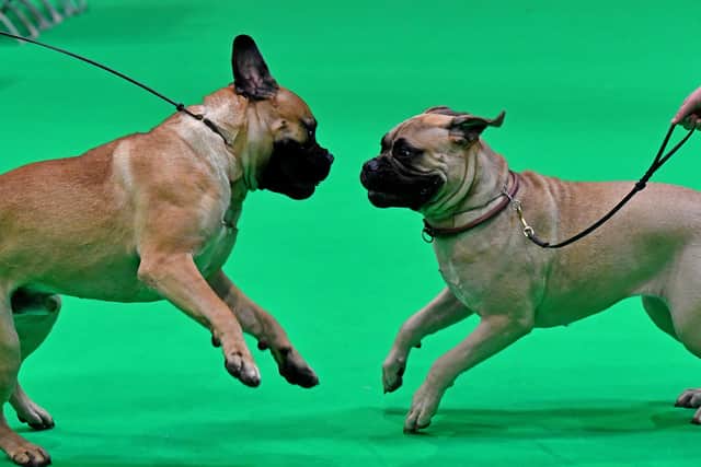 First day of Crufts at the NEC Birmingham.