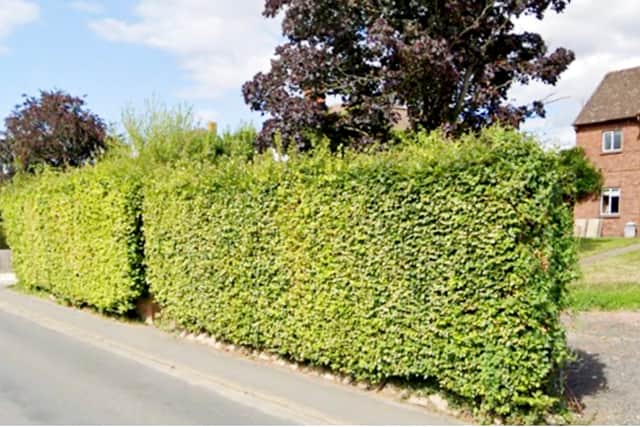 The hedge that was replaced by the fence at the Buswells' home in Hallow in Worcester.