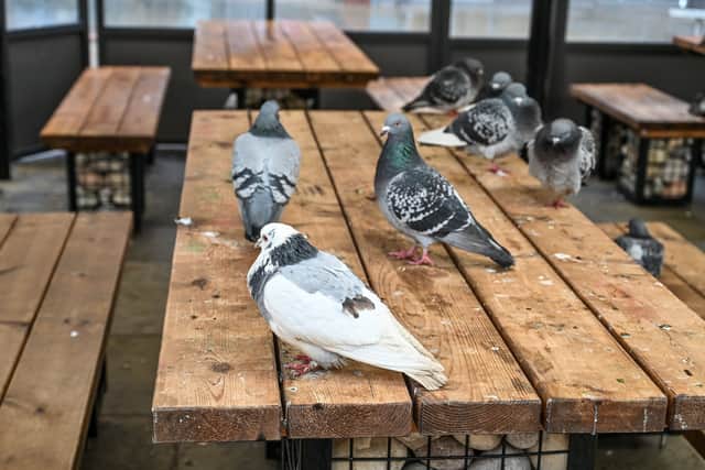 Pigeons on the streets of Dudley, West Midlands. January 30, 2026. // Residents of a once thriving high street say their home has been turned into a 'dying shanty town' - with more than FORTY empty shopping units and where there's "more pigeons that shoppers".  