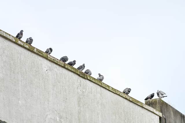 Pigeons on the streets of Dudley, West Midlands. January 30, 2026. 
