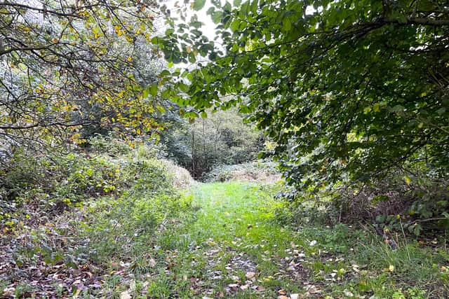 Photo taken by LDR Rachel Alexander 
Permission for use for LDR partners
Story: Clearance of Walsall woodland paused as government reviews school building programme 

