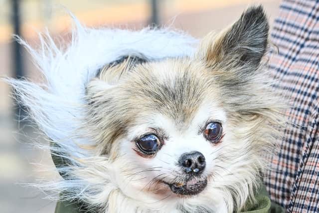 Telford has been named the UK's Dog Capital with an incredible 8.2 dogs per 20 people. Chico the long-haired Chihahua. January 7 2026. 