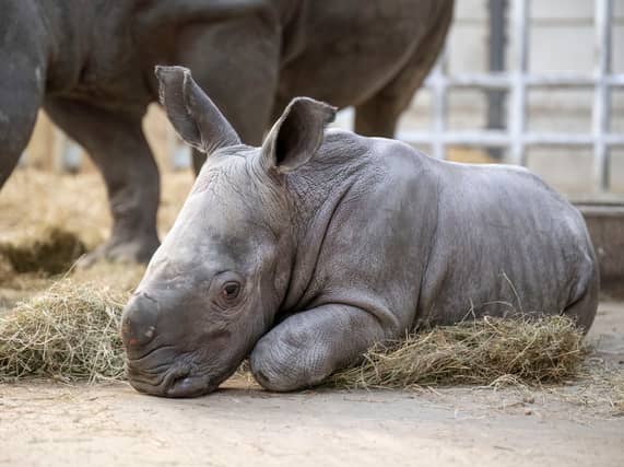 The baby Indian rhino. Picture: Matthew Lissimore