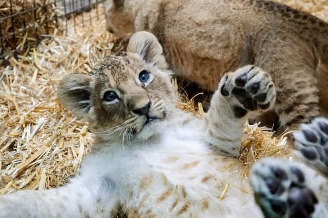 Three Sumatran lion cubs were born in April, named Nero, Nox and Nancy. Pictured here in June. Picture: West Midlands Safari Park