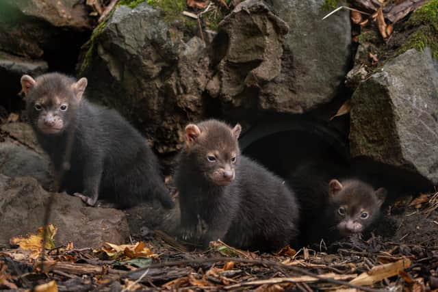 29 pictures of baby animals that stole the show at our zoos this year