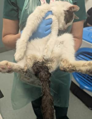 Yogi and Grey were both in a poor state when rescued by the RSPCA