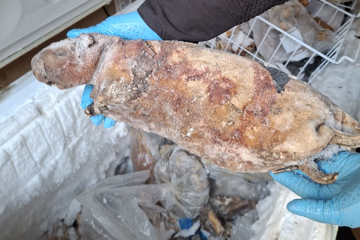 Frozen pangolin among illegal bushmeat seized in capital