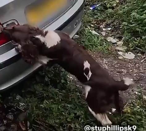 Griff in action to uncover the illegal items (Credit: Stu Phillips K9/Wolverhampton Council)
