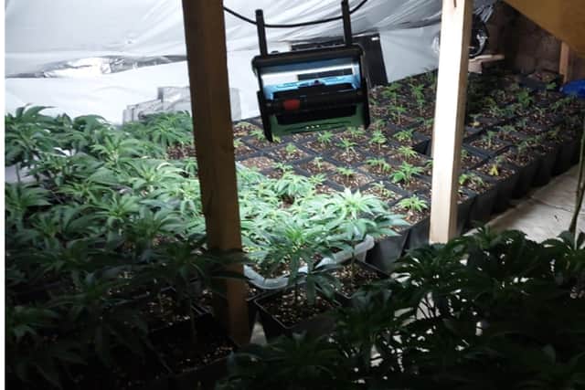 9,000 cannabis plants worth £9.5m seized and five arrested in 'one of ...