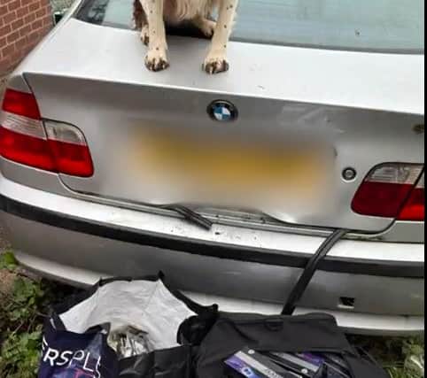 Griff sat on the back of the vehicle (Credit: Stu Phillips K9/Wolverhampton Council)