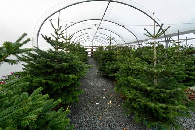 There are hundreds of trees to choose from