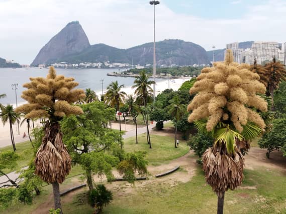 Palm Tree Renaissance Decades-old palm trees in Rio de Janeiro flower for the first – and ...