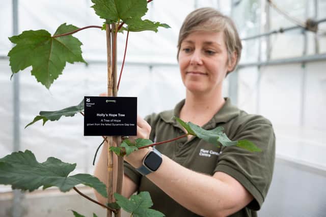 Labels being put on the Sycamore Gap seedlings at the National Trust Plant Conservation Centre. Photo: James Dobson/National Trust Images/PA Wire