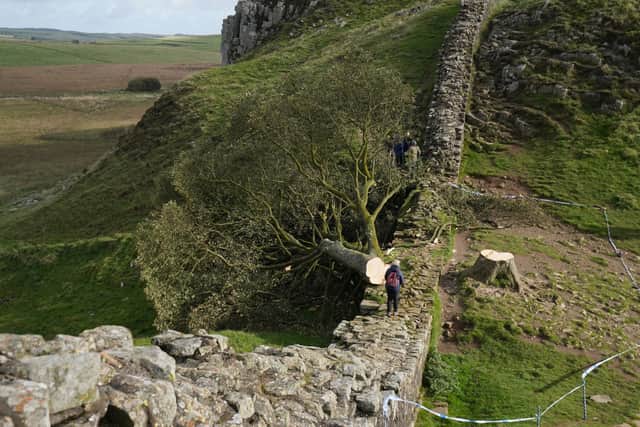 The felled Sycamore Gap tree, on Hadrian's Wall in Northumberland. Photo: Owen Humphreys/PA Wire