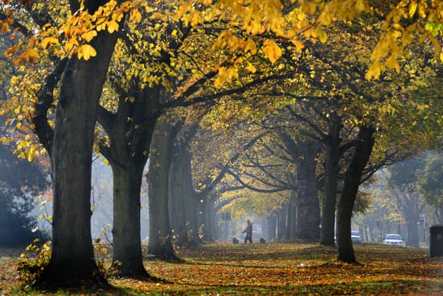 Pelsall Common