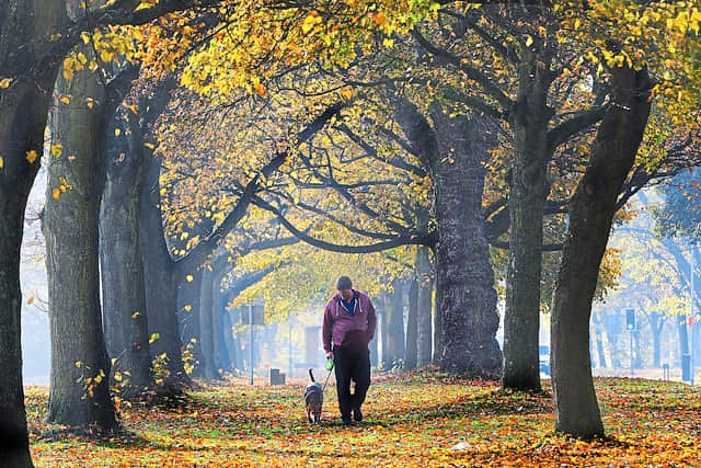 Autumn comes to Pelsall Common. Dog walker Chris Winslow strolls through the leaves with Alfie