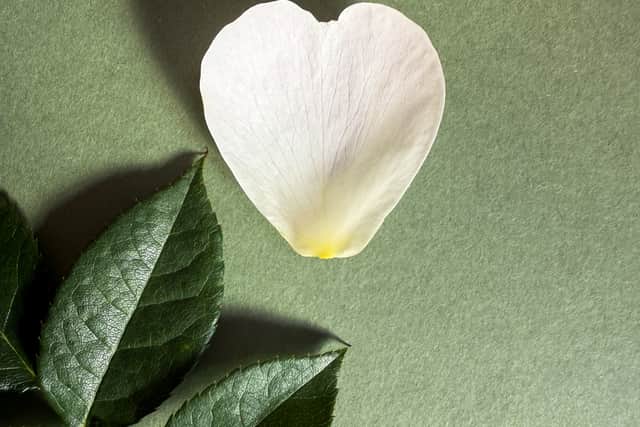 A petal from the Sir David Beckham Rose.