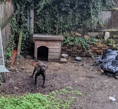 The puppies have since found loving homes and at least one of the adults is in line for rehoming.