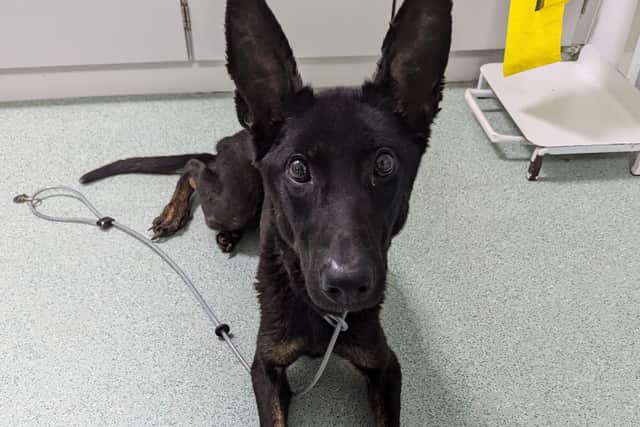 Both dogs have since regained weight and been rehomed. Photo: RSPCA