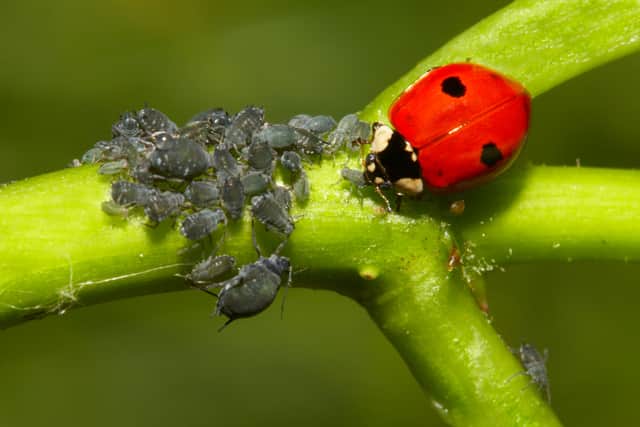 A ladybird feeding on aphids. Photo: Alamy/PA