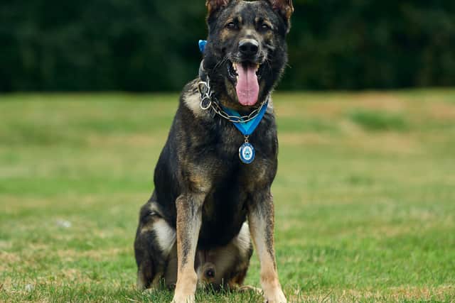 Humberside Police dog Yoiko, who will receive the Outstanding Bravery Award at the annual Thin Blue Paw Awards at the Kennel Club in London on Wednesday, for defending his handler PC Tom Marsden from a man wielding a shovel in a room where he had set the curtains and furniture on fire in Hull. Photo: Thin Blue Paw Foundation/PA Wire