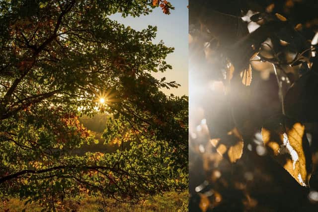 Stock images of autumn leaves in the sun.