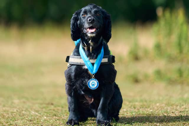 Police dog Louie, who was rescued from the streets of Gateshead and became one of Durham police's first digital detection dogs. PD Louie will receive an award at the annual Thin Blue Paw Awards at the Kennel Club in London on Wednesday, for finding a key piece of evidence as part of an investigation into a car crash that killed an eight-month-old baby. Photo: Thin Blue Paw Foundation/PA Wire
