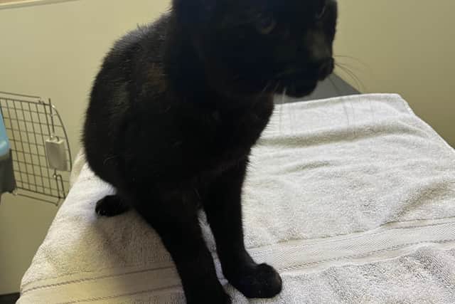 Henry at the vets waiting for his owners to come and pick him up