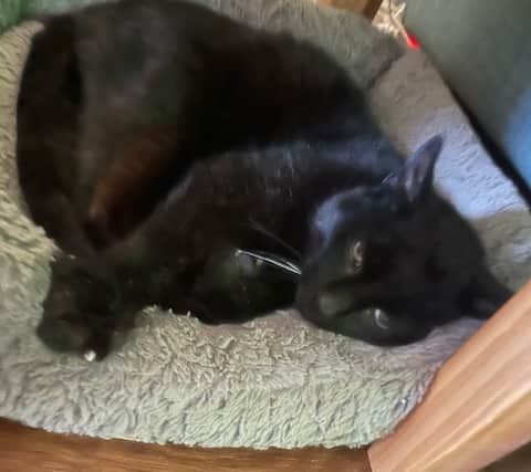 Henry back resting at his Shifnal home