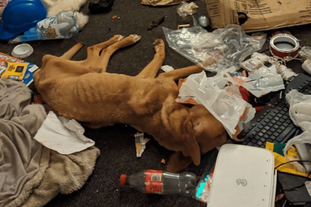 One of the dogs was discovered in an emaciated state