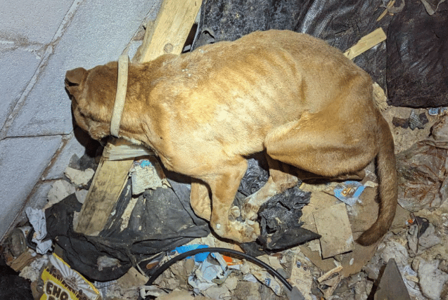 Another dog was discovered with bruises and puncture marks on their head