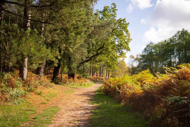 Photo of Cannock Chase taken by Freya Dawson