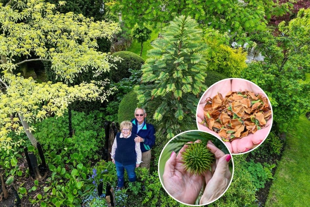 What Is The Rarest Tree Ultra-rare prehistoric 'money tree' in the West Midlands produces first ...