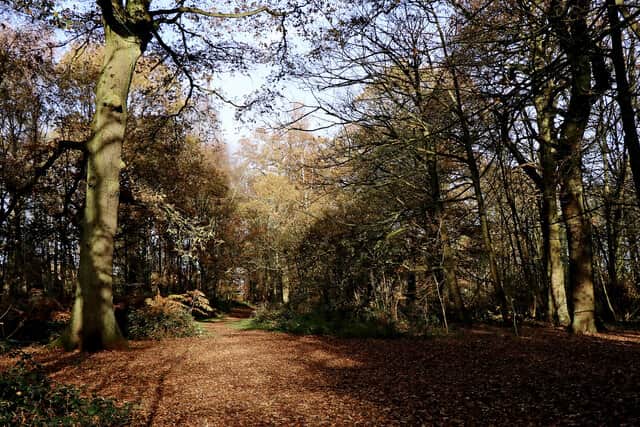 Himley plantation. Photo: Google
