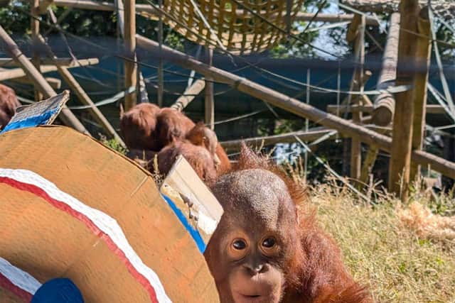 The orangutans celebrate their third birthdays at Dudley Zoo