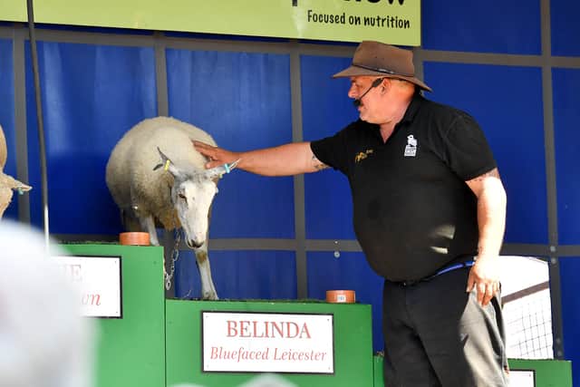 Belinda the sheep
