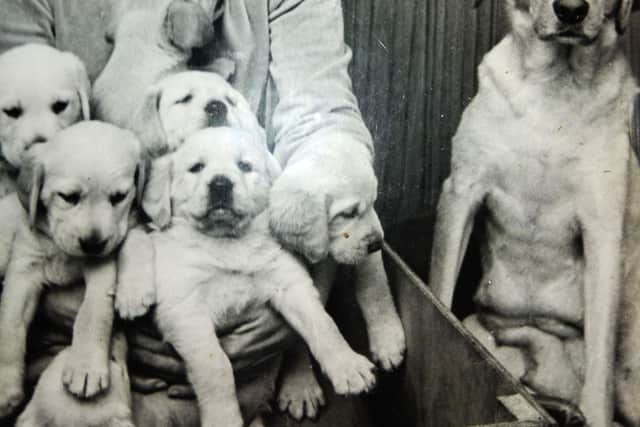 A historic photo of Sandra Boden with a guide dog mum and a litter of guide dog puppies. Picture: Guide Dogs