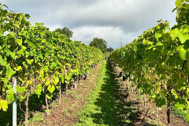 Pattingham Vineyard. Photo: Pattingham Vineyard