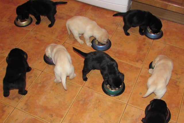 Guide dog puppies eating breakfast in Sandra's home.